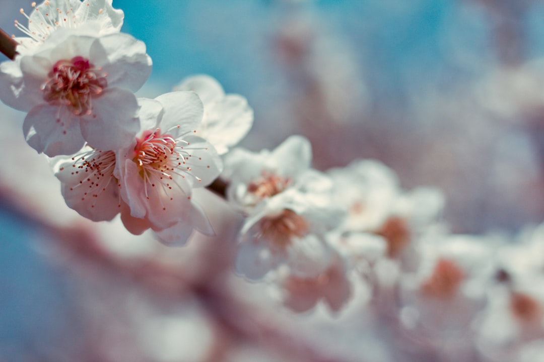 Photo Cherry blossoms