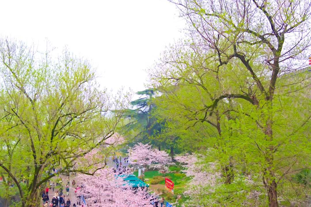 Discovering Kyoto’s Timeless Cherry Blossoms